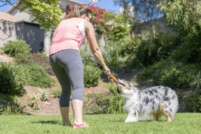 Ultra Fetch Dog Stick for All Breed Sizes - Perfect for Small, Medium, and Large Dogs - Outdoor Fetching and Throwing Pet Toy - Made from Durable Rubber - 12 Inches - Orange and Blue - Image 7