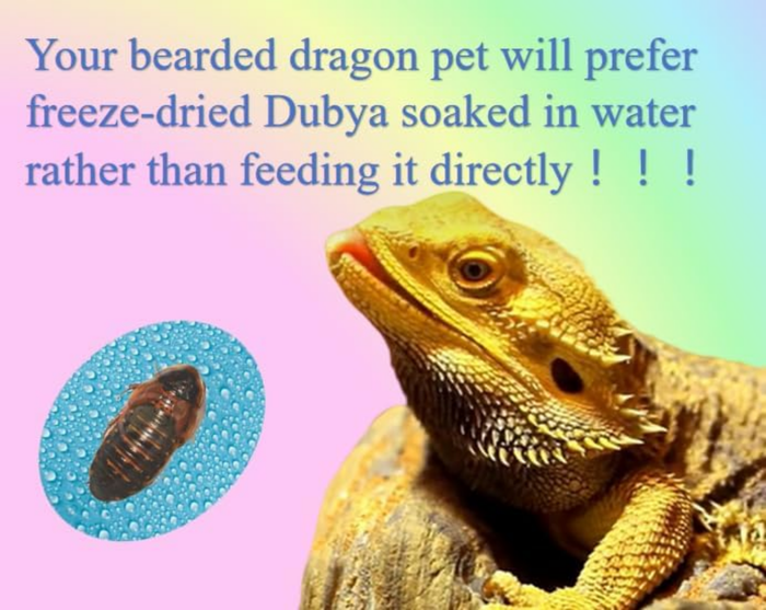 2Oz Freeze-Dried Dubia - High Protein Reptile & Amphibian Food - Image 3