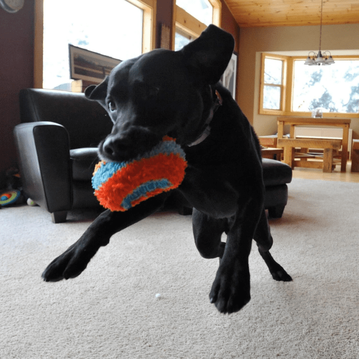 Chuckit Indoor Fetch Roller Dog Toy (7.5 Inch), Orange and Blue - Image 7