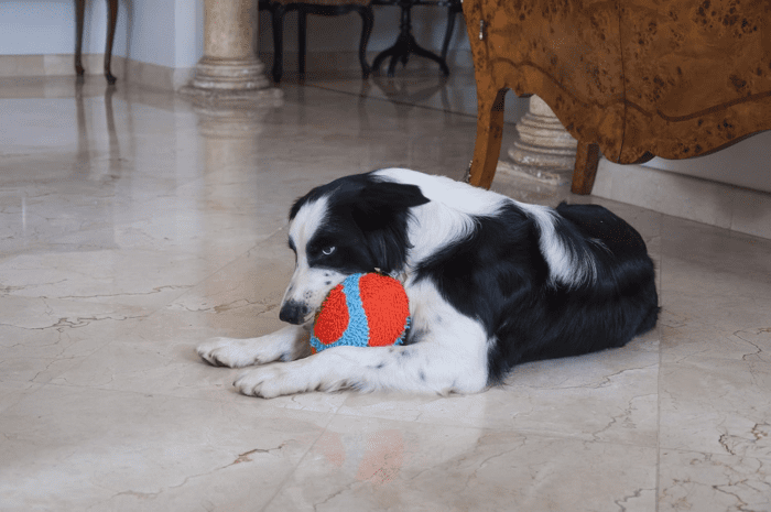 Indoor Fetch Fumbler Dog Toy - Soft Pet Toy for Dogs - Made with Durable, Lightweight, Plush Chenille Fabric - Great Alternative to Balls - 9.5-Inch Diameter - Orange and Blue - Image 2