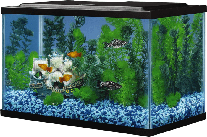 Glass Aquarium 5.5 Gallons, Rectangular Fish Tank - Image 3