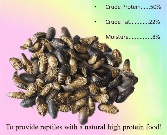 2Oz Freeze-Dried Dubia - High Protein Reptile & Amphibian Food - Image 2