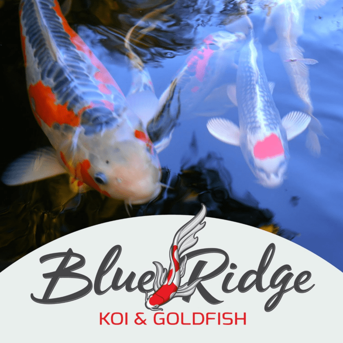 Blue Ridge Koi Fish Food 5Lb - Koi Food Mini Growth Formula Goldfish Food, Premium Fish Food for Ponds, Ponds Fish Food, Koi Food Fall and Winter Fish Food, Floating Pond Pellets Fish Food - Image 9